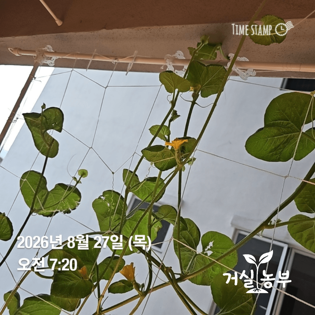 8월 27일 아침 베란다 허니듀 덩굴에 여러 꽃이 핀 모습