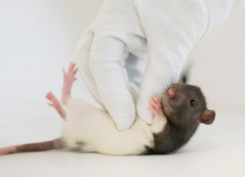 쥐를 잡는 모습