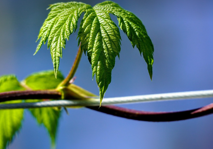 덩굴성 한해살이풀 알아보기