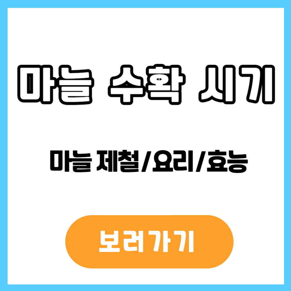 마늘 수확 시기