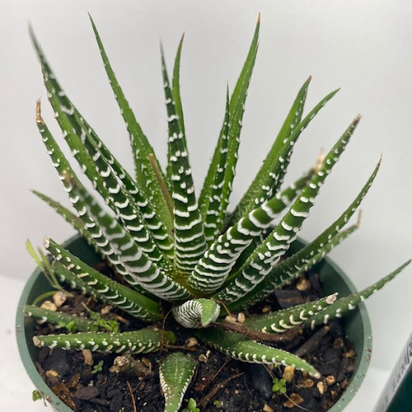 하월시아 웃자람