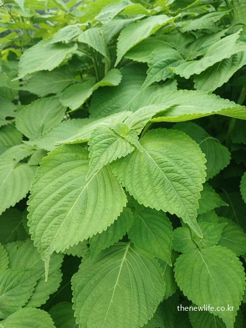 겹겹이 겹쳐 자란 신선한 깻잎 잎사귀