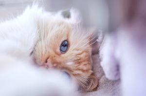 드러눕는 고양이