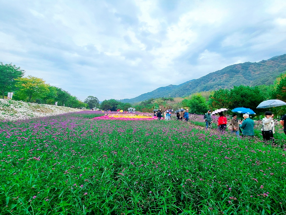 다시 찾아간 2024 인제 가을꽃축제: 국화, 야생화, 수변산책로, 숲 속 꽃길의 매력