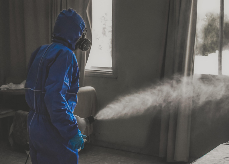 러브버그 생기는 이유와 퇴치 방법