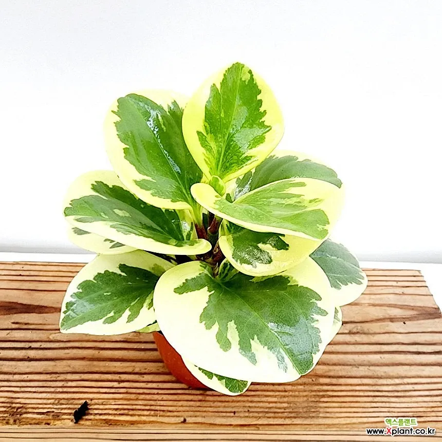 페페로미아 키우기 물주기 분갈이 빛관리 작고 예쁜 실내식물_6
