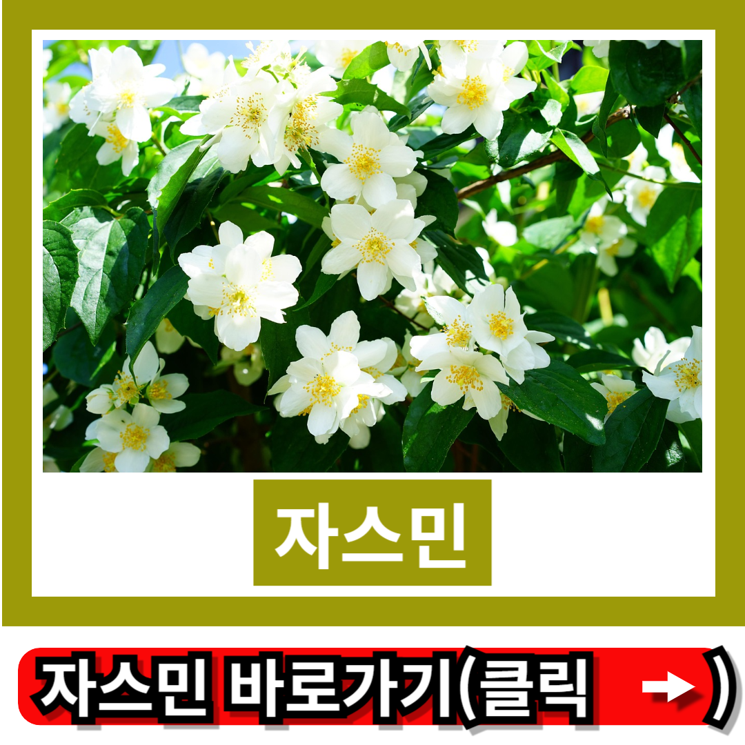 자스민