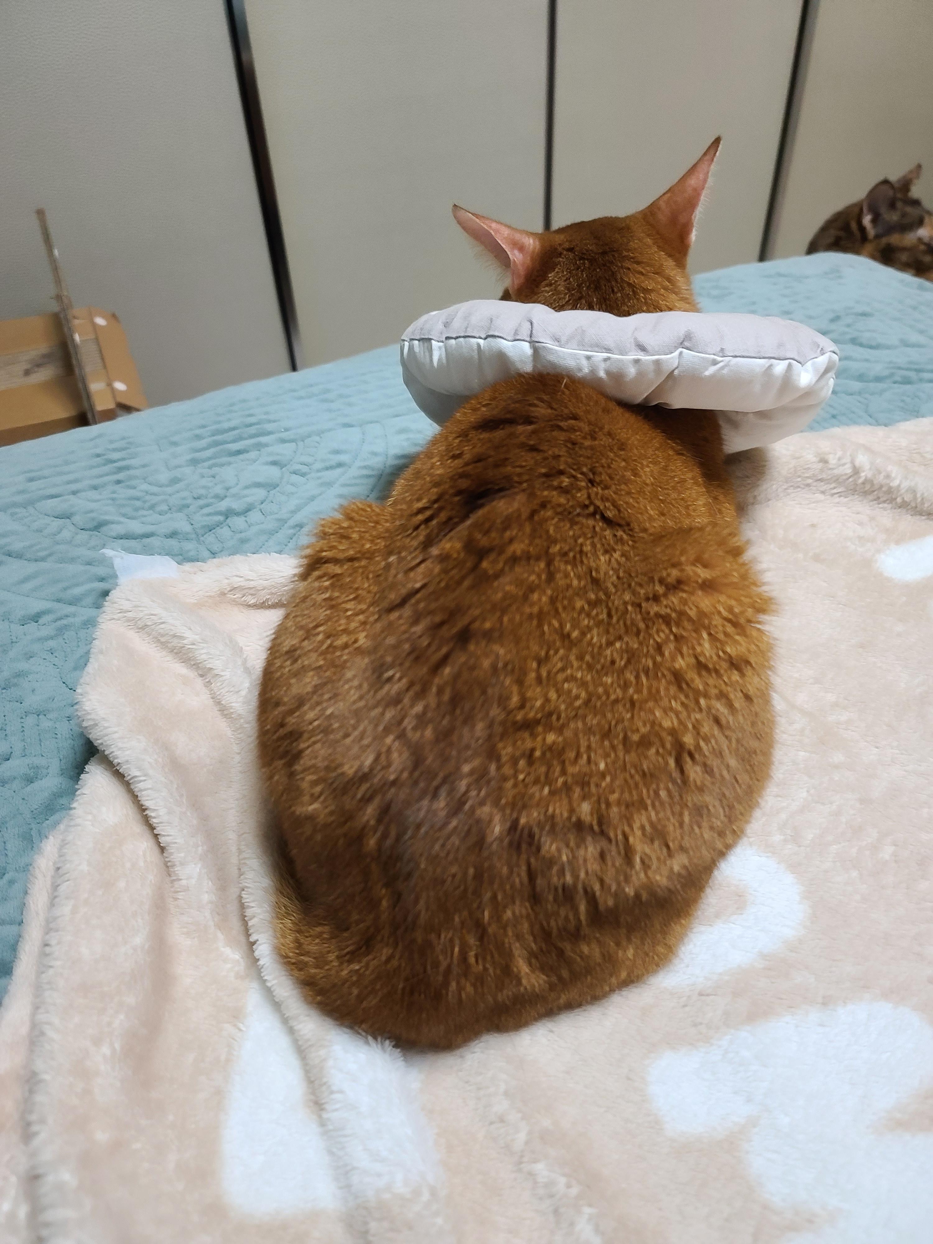 넥카라 했다고 앞에 앉아서 항의하는 고양이 루나.