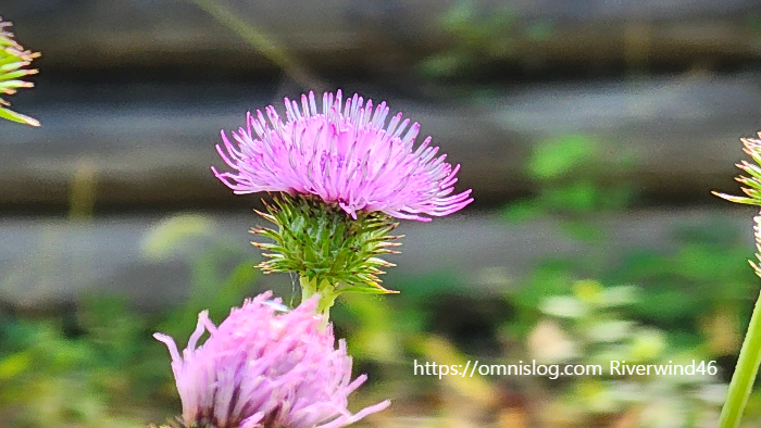 개엉겅퀴, 대계(大薊), Cirsium japonicum, Japanese thistle