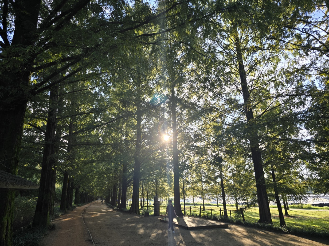 메타세쿼이아랜드-거리4