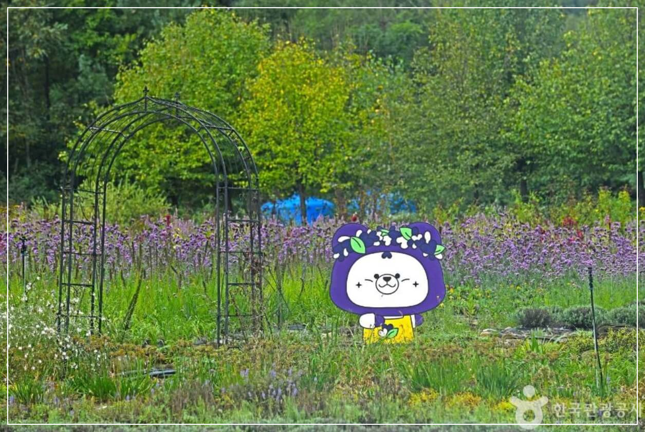 평창 가볼만한곳 베스트10 평창 라벤다팜