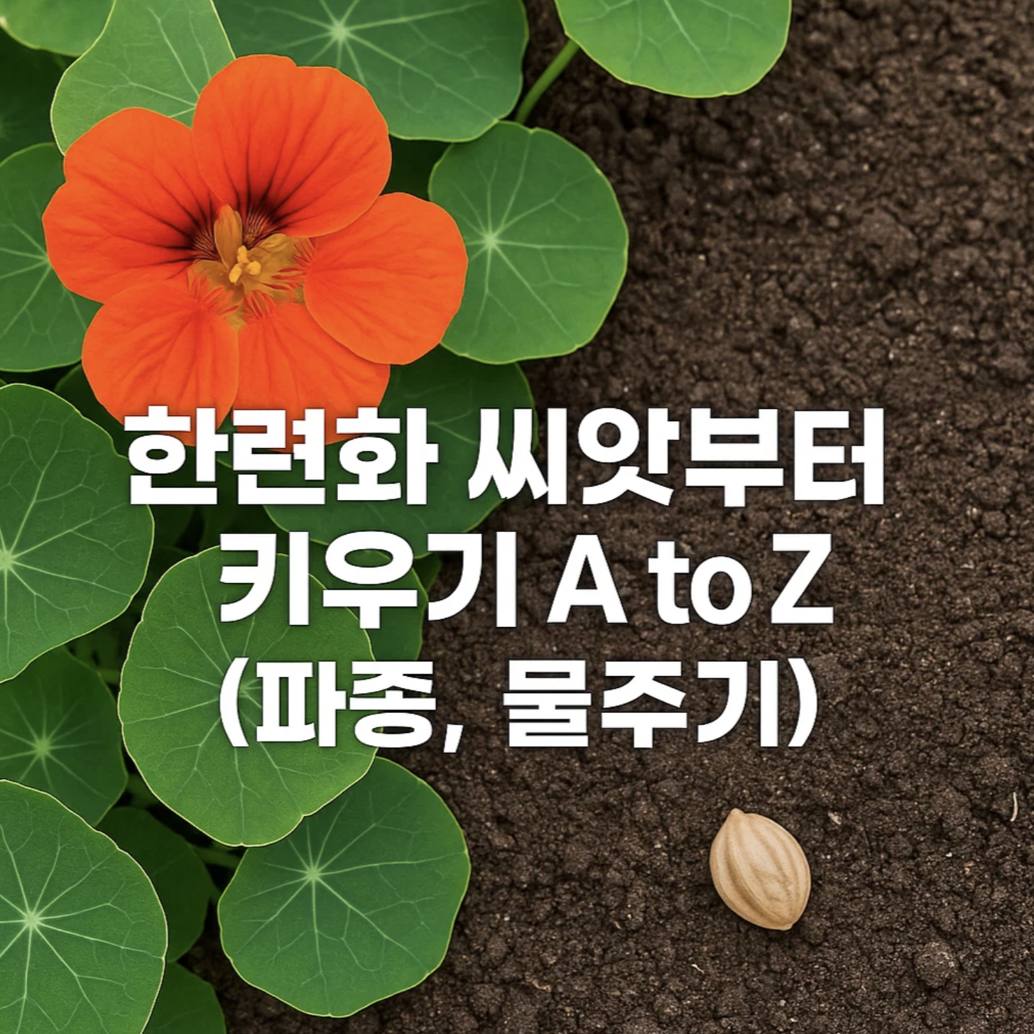 한련화 씨앗부터 키우기 A to Z (파종, 물주기)