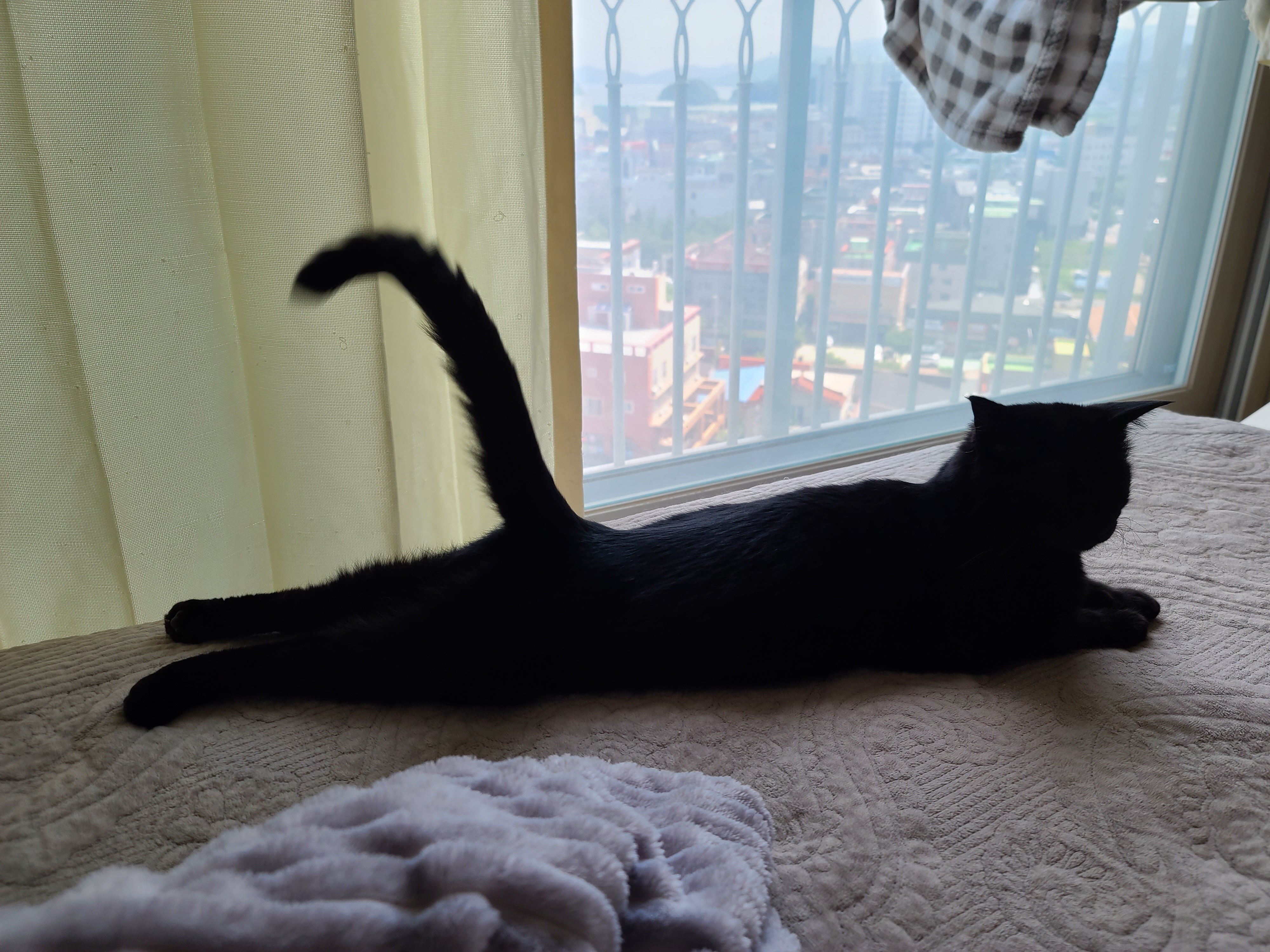 에어컨 바람을 피하고 싶을때 올블랙 건이와 막둥이 삐용이의 선택은...!