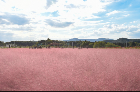 2024-핑크뮬리-축제와-개화시기-명소-추천-Best 10-양주-나리농원
