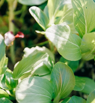 청경채 효능 부작용 고르는법 칼로리