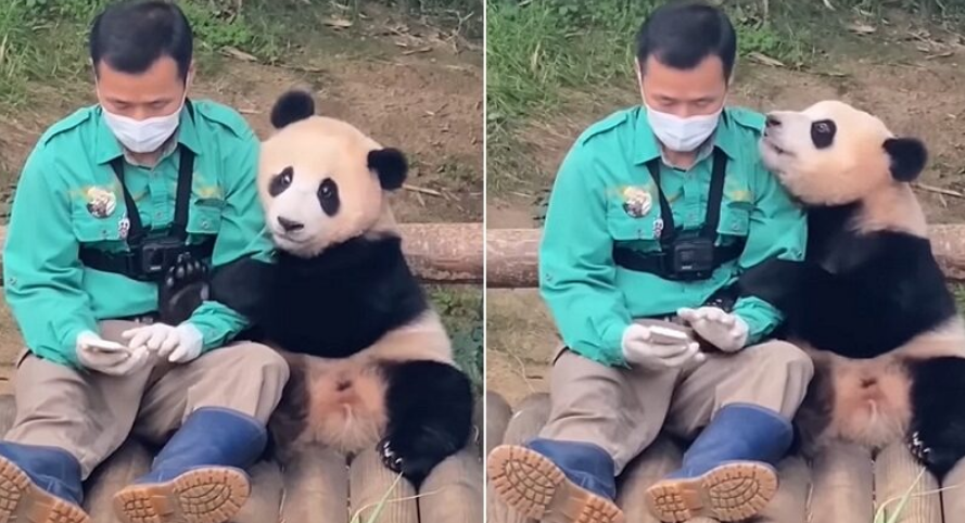 판다 할아버지가 휴대폰을 보고있을때 푸바오는 자기에게 관심을 가져달라며 판다할아버지의 팔을 껴안고있다.