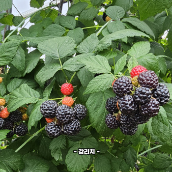 복분자 재배방법