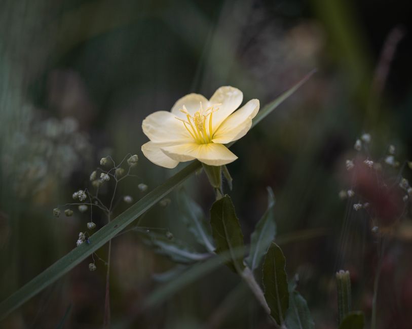 Beautiful close-up of an evening primrose flower blooming in a natural setting.