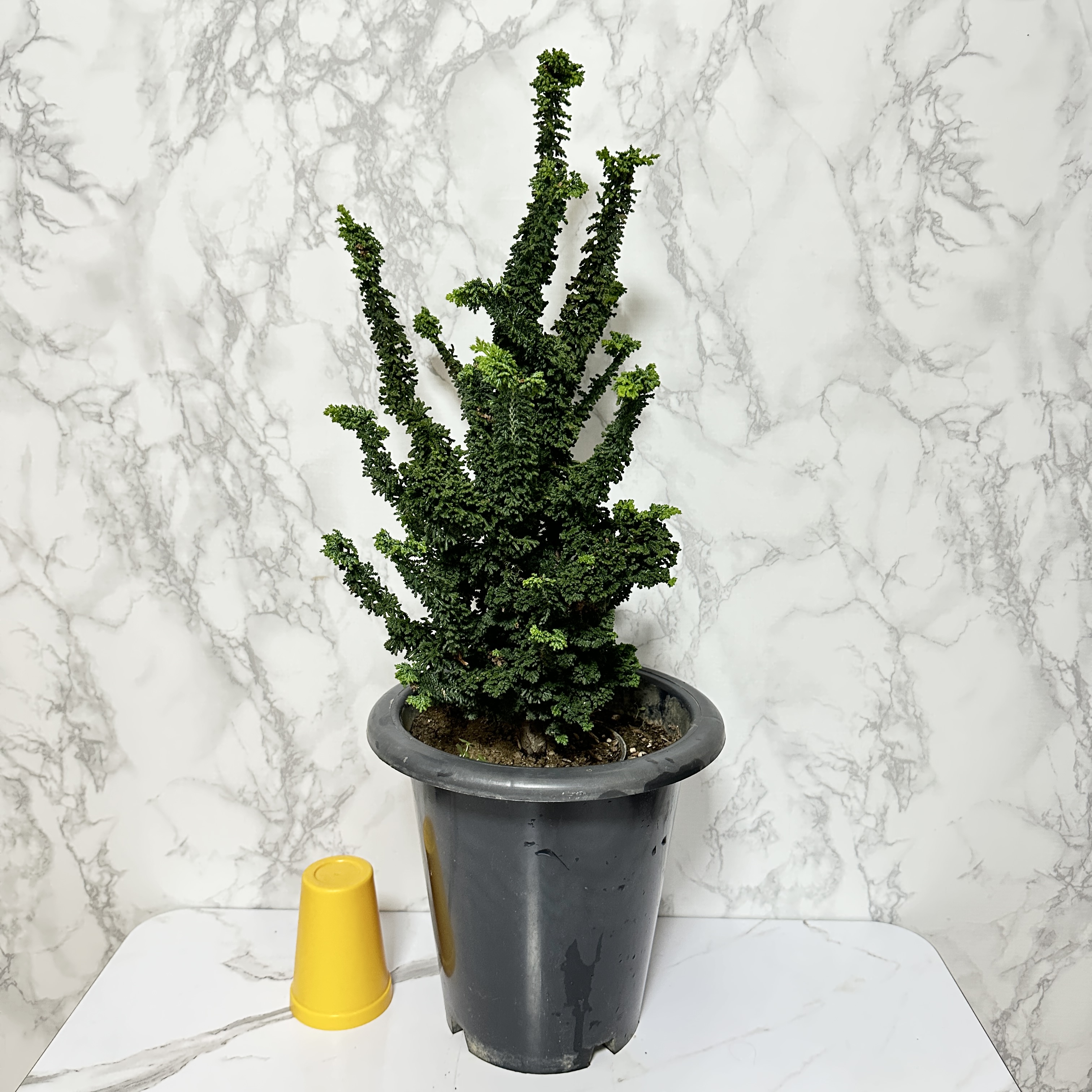 석화회 키우기 나무 분재 삽목