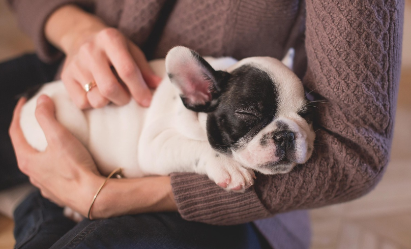 강아지 입양 방법 장단점 비교 관련 이미지