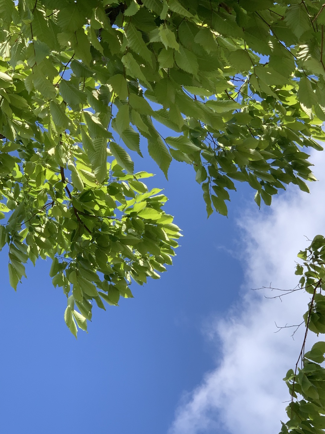 기흥 호수공원 데이트 (돗자리에 누워서 보는 뷰)