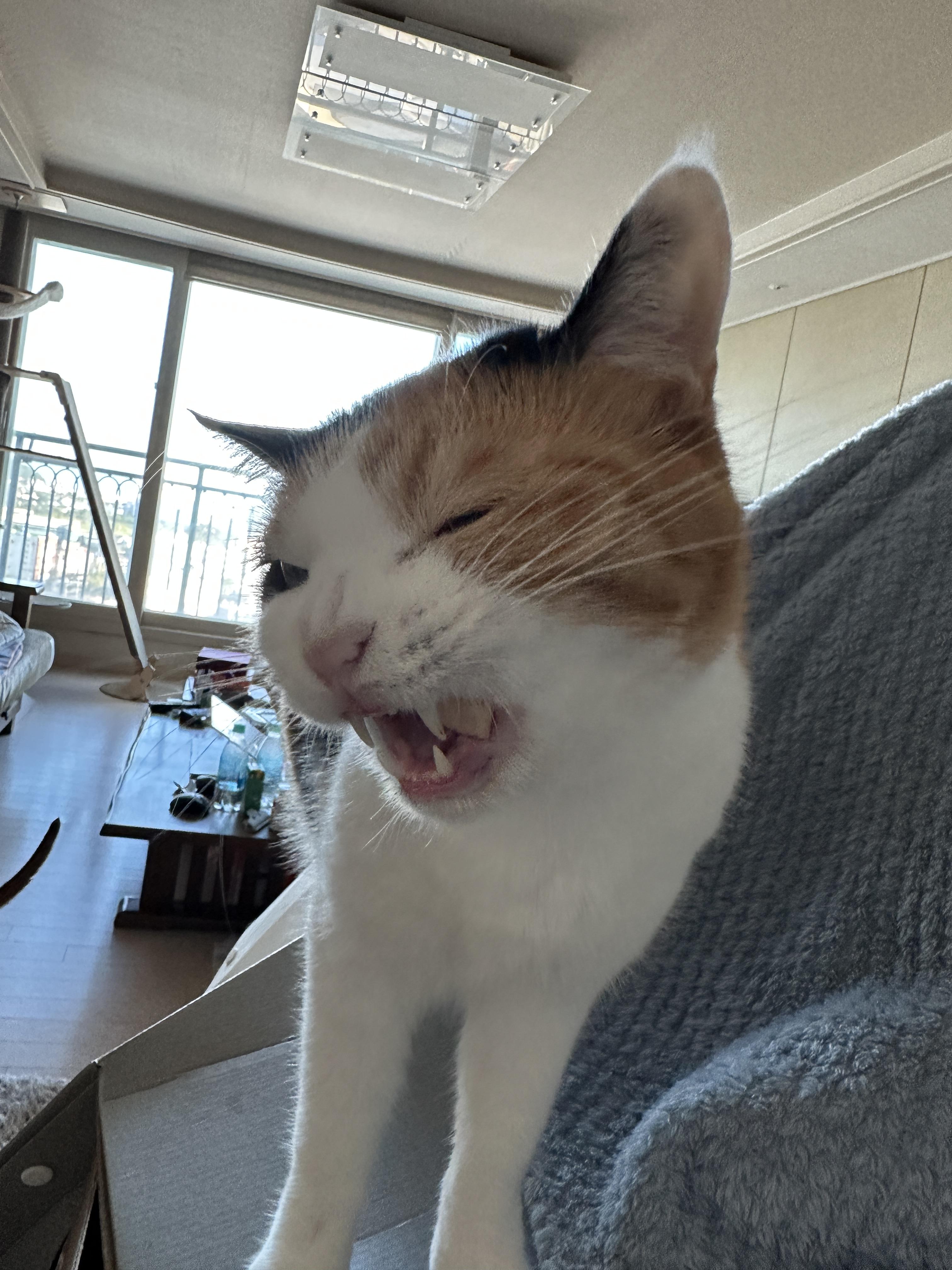 온_얼굴을_다_써서_트릿을_씹느라_코도_얼굴도_찡긋_하는_요미