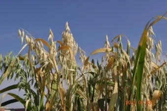 귀리 재배 봄 파종 배수 관리 비료량 조절_29