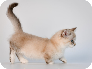 먼치킨고양이 이미지 출처: 바마이펫라이프https://mypetlife.co.kr/103638/