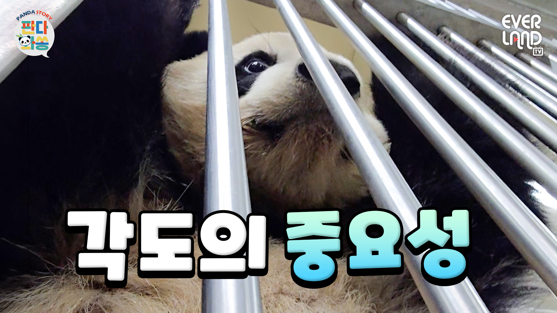 원래 귀여운 판다는 각도 따위? 신경 안 써｜#판다와쏭 #247