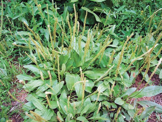 차전자피의 효능 핵심은 '이것'