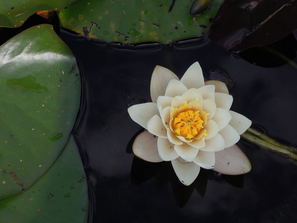 Flower identification.