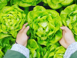 위궤양에 좋은 음식 영양제 식단