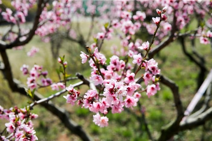 [4월 축제]서울근교 봄꽃 축제❘부천 춘덕산 복숭아꽃 축제❘복숭아꽃 개화가 절정이에요. 맛집 추천