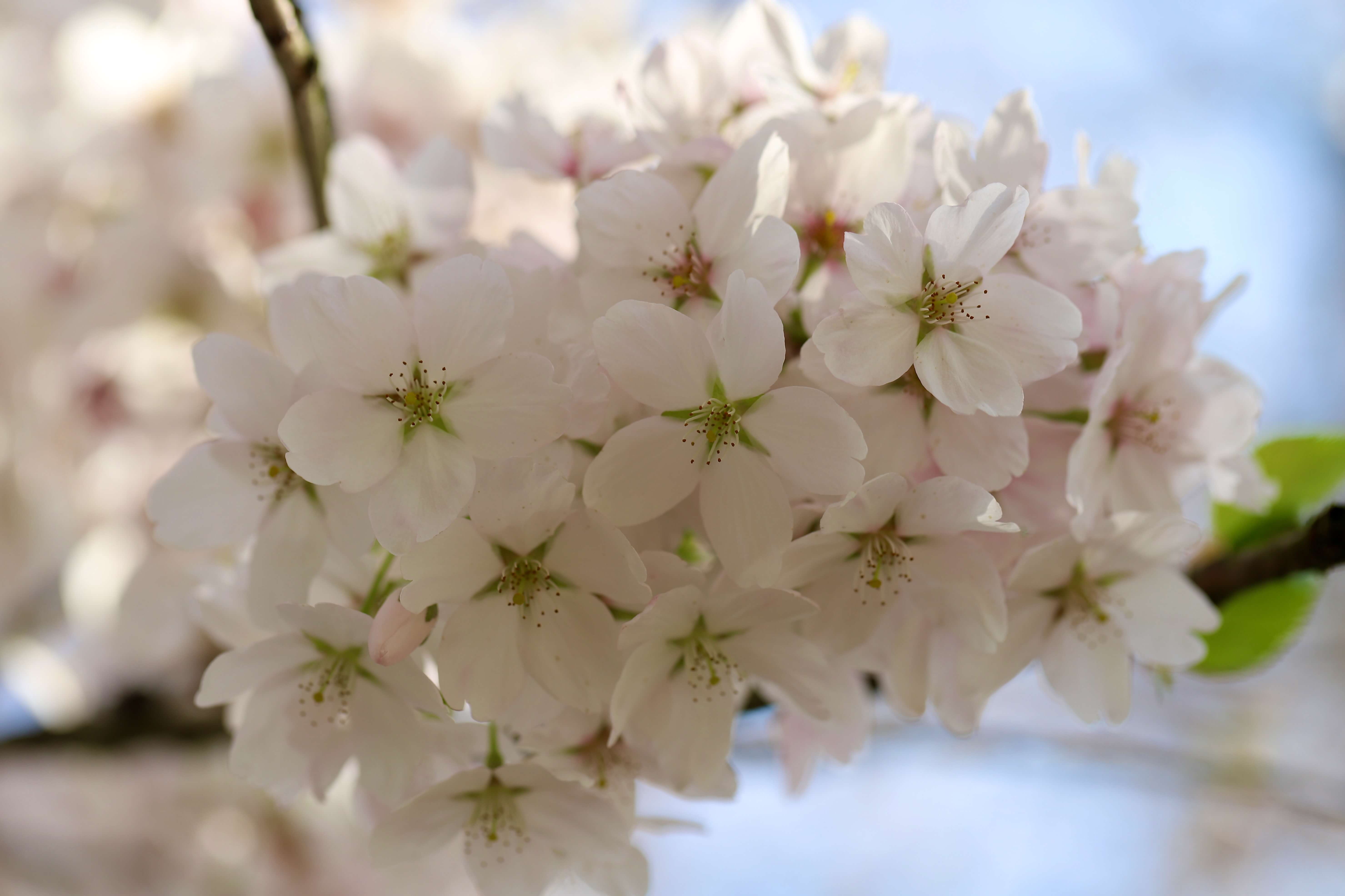 2026 전국 봄꽃축제 일정 총정리