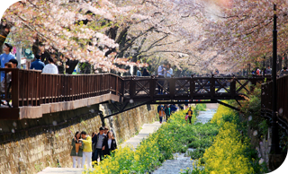 진해 군항제 일정 및 주차장 정보