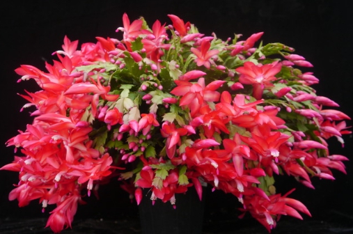 겨울 꽃 게발선인장