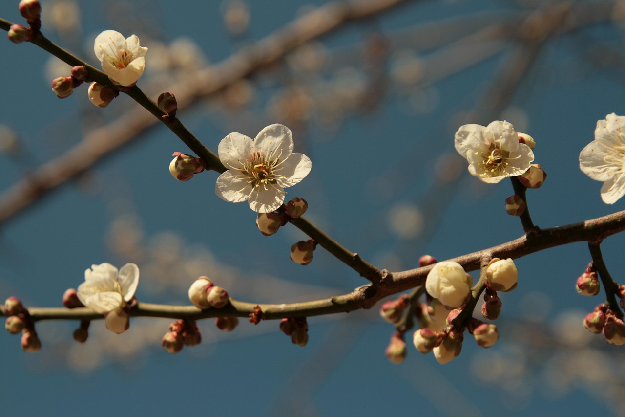 하동 쌍계사 관련 사진