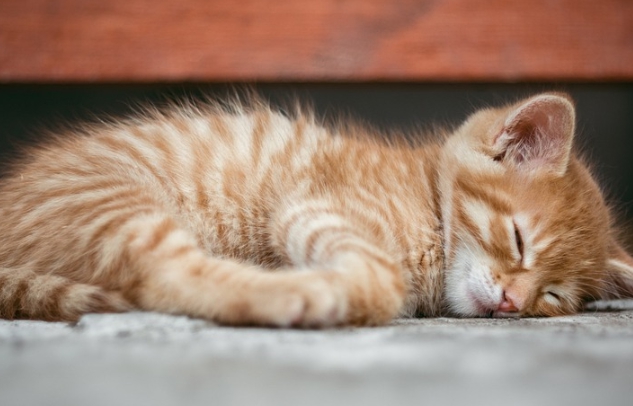 숙면을 취하고 있는 고양이 사진입니다.