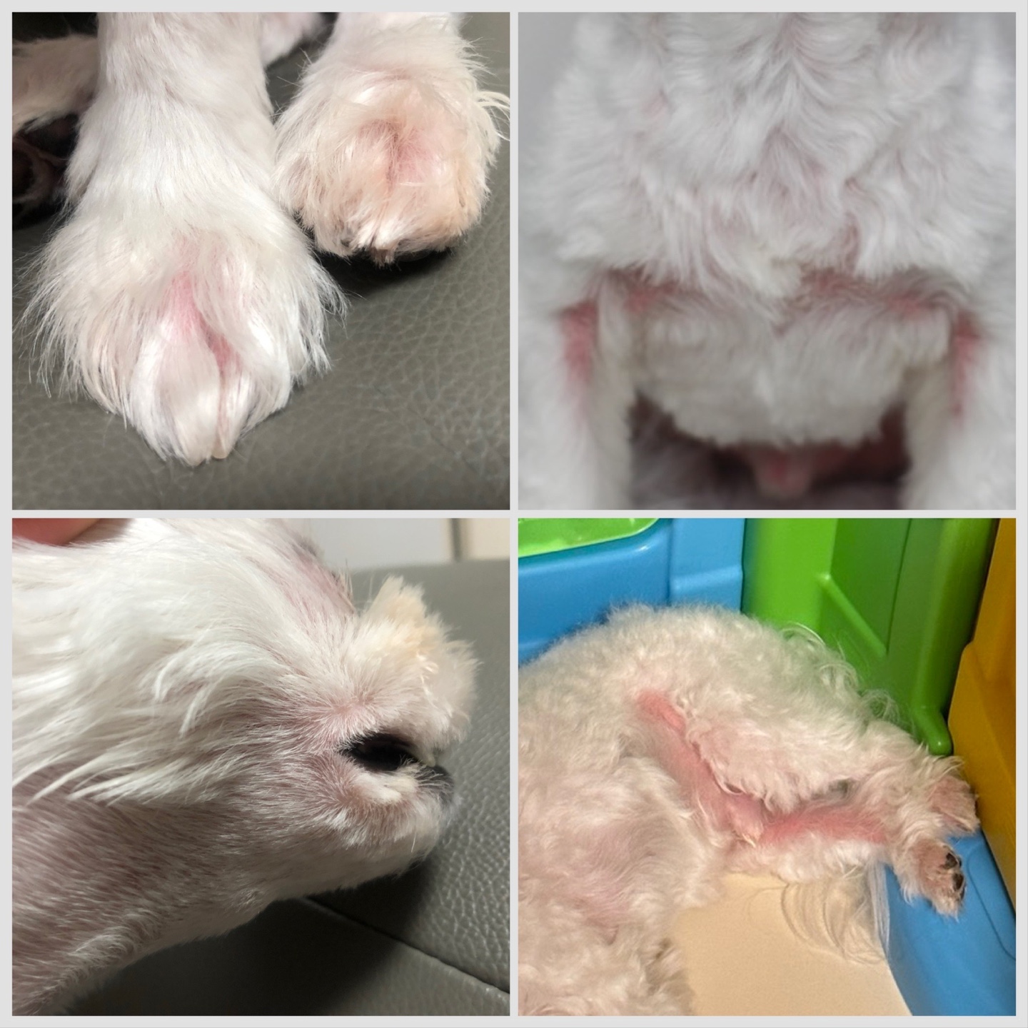 이름이-콩-인-말티즈-강아지의-아토피와-알레르기-증상-사진