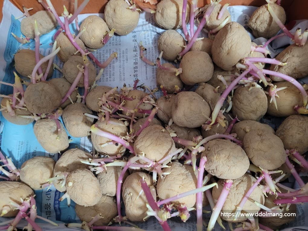 싹기 길게 난 감자들