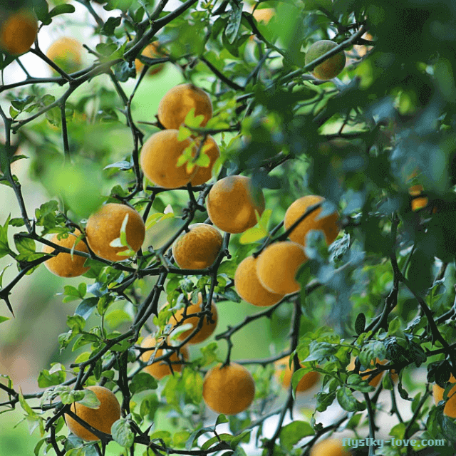 탱자나무 열매
