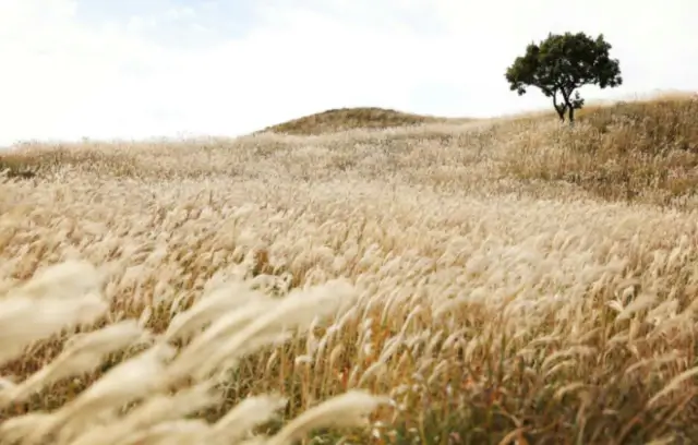 코스6-억새군락지