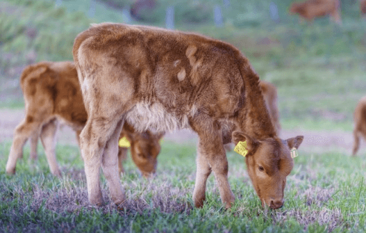 럼피스킨병 확산 현황