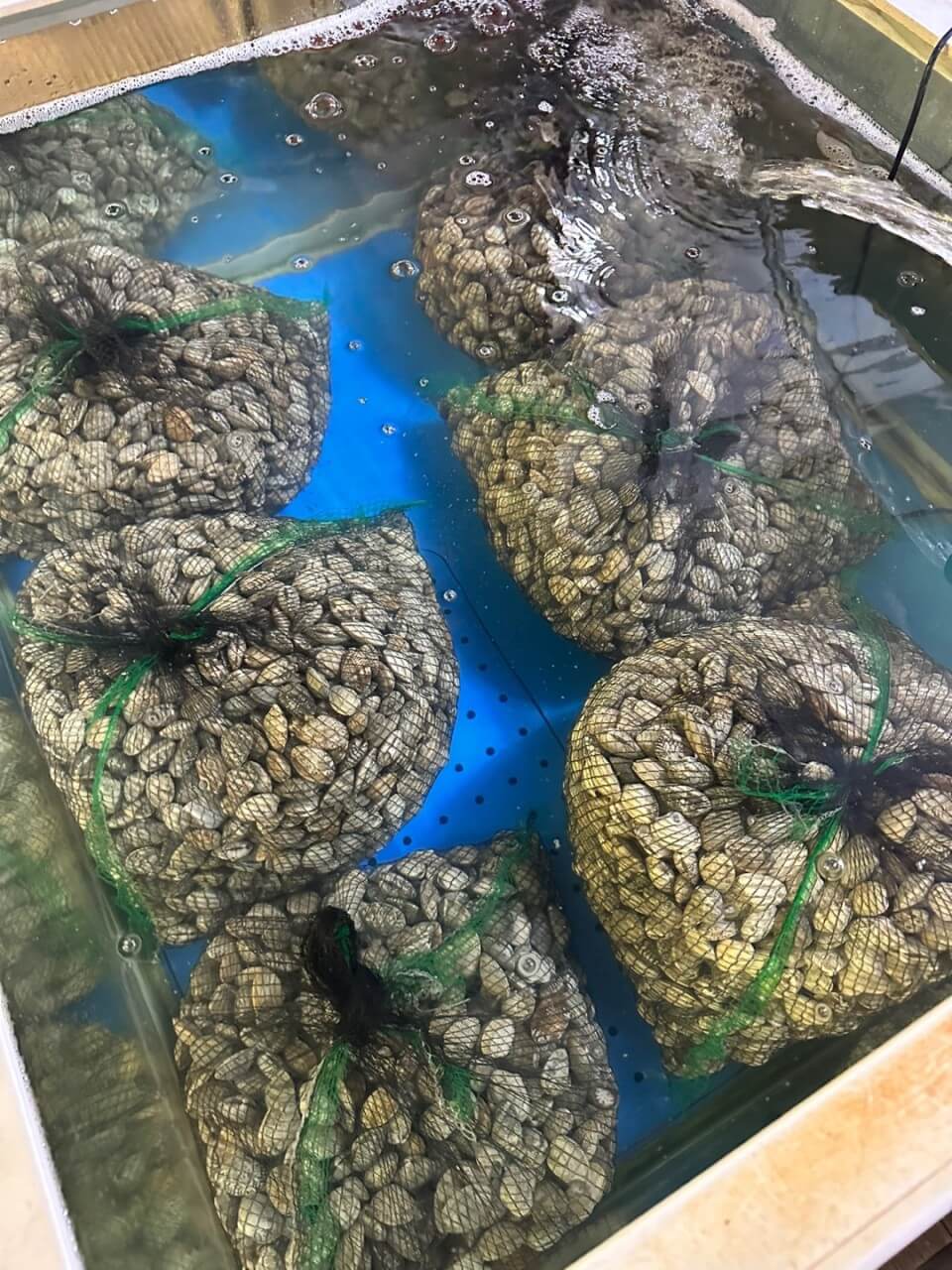 생방송투데이 맛의 승부사 인천 서구 바지락 칼국수 바지락 손만두 맛집 대부도 바지락칼국수 본점 생방송투데이 3773회