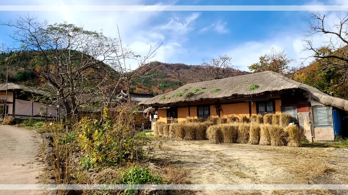 파란하늘과 펼쳐진 푸른산, 초가집 앞으로 볏단 20개, 단풍나무와 잔디밭