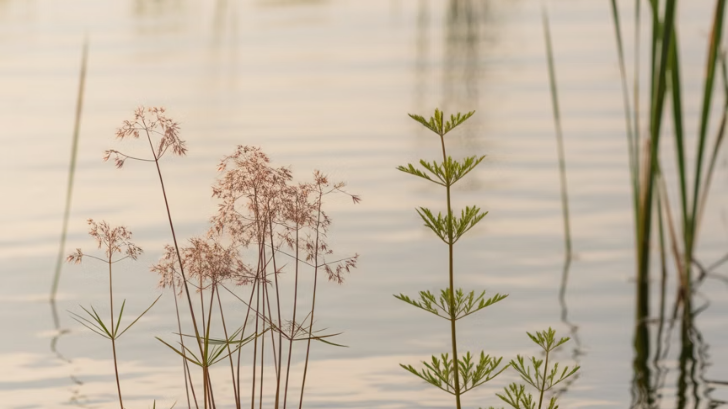 돌미나리와 일반 미나리의 외형 및 재배 환경 차이점을 비교하는 모습