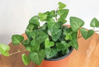 아이비 물주기 수경재배 삽목번식 빛관리 초보도 금방 성공_10