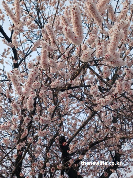 여의도 벚꽃 축제 기간 장소 사진