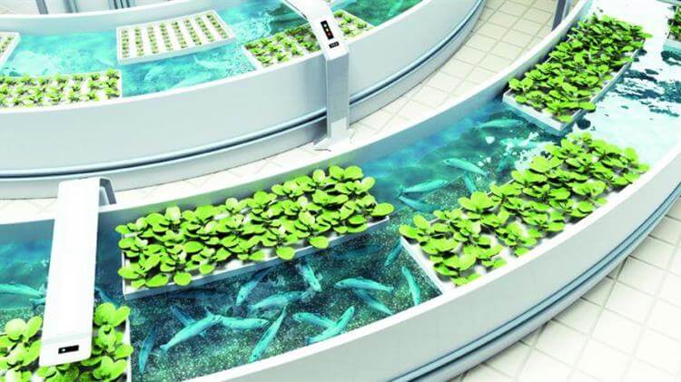 미국아쿠아포닉스