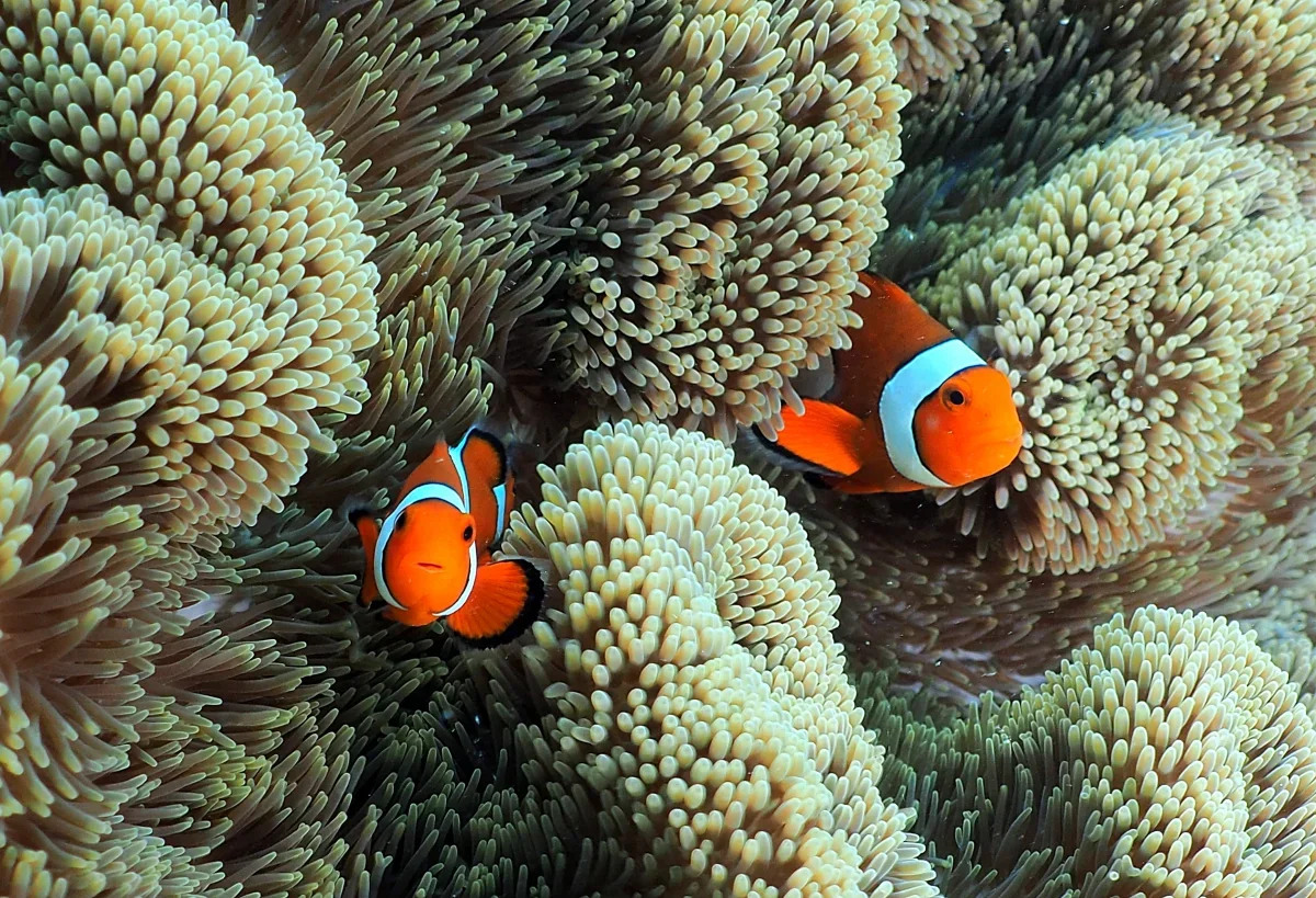 미야코지마 스노클링 니모